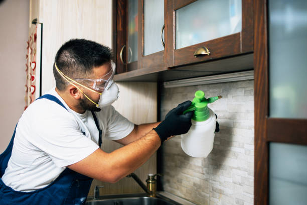 Best Flea Control Services  in Texas City, TX
